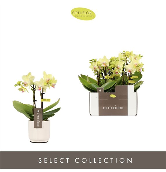 Orhideja Phalaenopsis multiflora geel Optifriend Lena 2 spike in Lazio White 10 fl  stems plnt 25cm 7cm Q3278