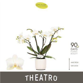 Orhideja Phalaenopsis multiflora wit Theatro Funk 4 spike in Lazio White 16 fl  stems plnt 150 30cm 7cm Q3280