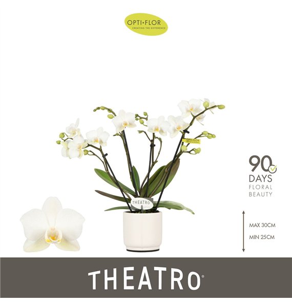 Orhideja Phalaenopsis multiflora wit Theatro Funk 4 spike in Lazio White 16 fl  stems plnt 150 30cm 7cm Q3280