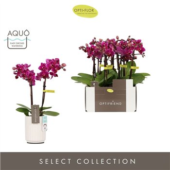 Orhideja Phalaenopsis multiflora paars Optifriend Emma 2 spike in Molise White Aquo 10 fl  stems plnt 25cm 7cm Q3292