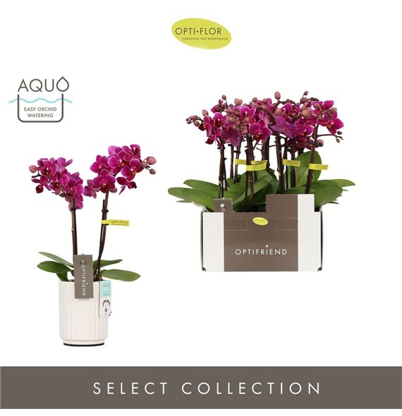 Orhideja Phalaenopsis multiflora paars Optifriend Emma 2 spike in Molise White Aquo 10 fl  stems plnt 25cm 7cm Q3292