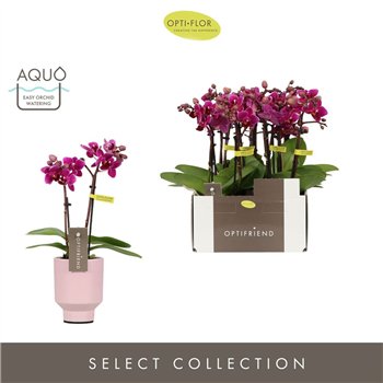Orhideja Phalaenopsis multiflora paars Optifriend Emma 2 spike in Emilia Pink Aquo 10 fl  stems plnt 25cm 7cm Q3293