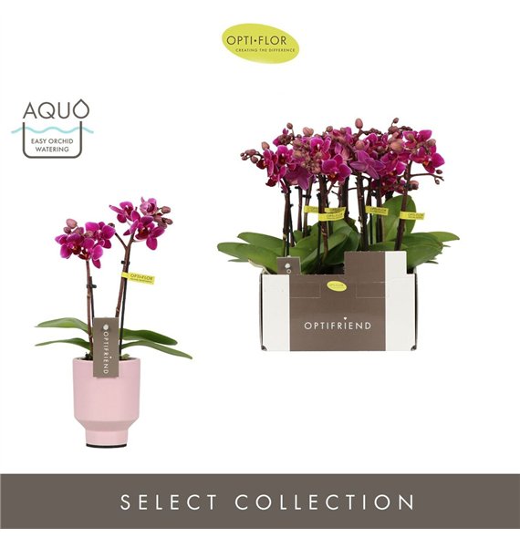 Orhideja Phalaenopsis multiflora paars Optifriend Emma 2 spike in Emilia Pink Aquo 10 fl  stems plnt 25cm 7cm Q3293