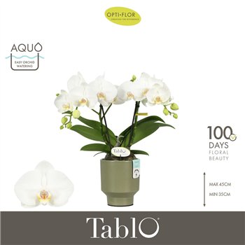 Orhideja Phalaenopsis wit Tablo Champagne 2 spike in Emilia Green Aquo 25 fl  stems plnt 2000 gram 40cm 12cm Q3295