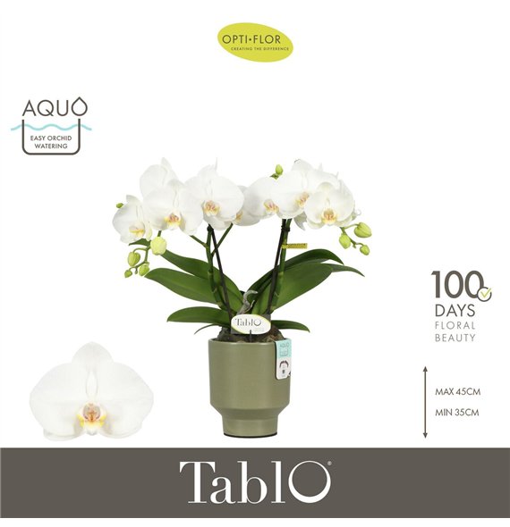 Orhideja Phalaenopsis wit Tablo Champagne 2 spike in Emilia Green Aquo 25 fl  stems plnt 2000 gram 40cm 12cm Q3295