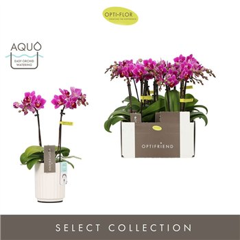 Orhideja Phalaenopsis multiflora paars Optifriend Fay 2 spike in Molise White Aquo 10 fl  stems plnt 25cm 7cm Q3298