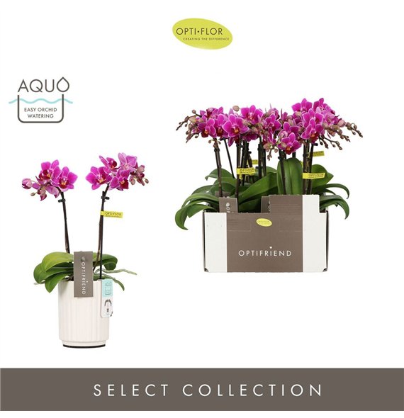 Orhideja Phalaenopsis multiflora paars Optifriend Fay 2 spike in Molise White Aquo 10 fl  stems plnt 25cm 7cm Q3298