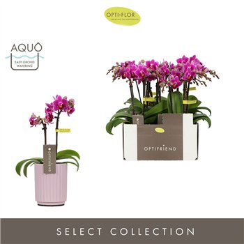 Orhideja Phalaenopsis multiflora paars Optifriend Fay 2 spike in Molise Lilac Aquo 10 fl  stems plnt 25cm 7cm Q3299