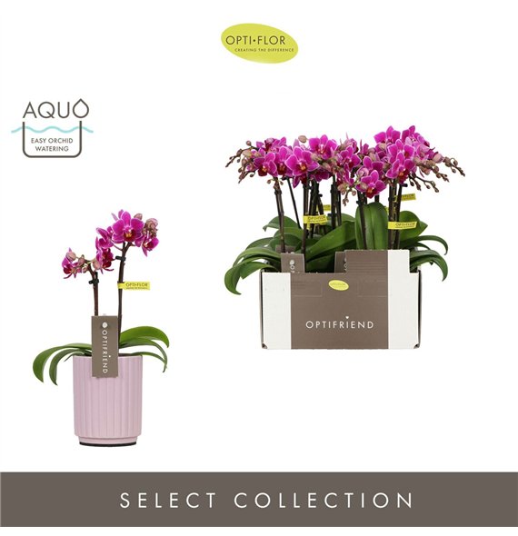 Orhideja Phalaenopsis multiflora paars Optifriend Fay 2 spike in Molise Lilac Aquo 10 fl  stems plnt 25cm 7cm Q3299