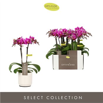 Orhideja Phalaenopsis multiflora paars Optifriend Fay 2 spike in Lazio White 10 fl  stems plnt 25cm 7cm Q3300