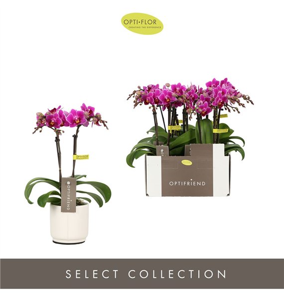 Orhideja Phalaenopsis multiflora paars Optifriend Fay 2 spike in Lazio White 10 fl  stems plnt 25cm 7cm Q3300