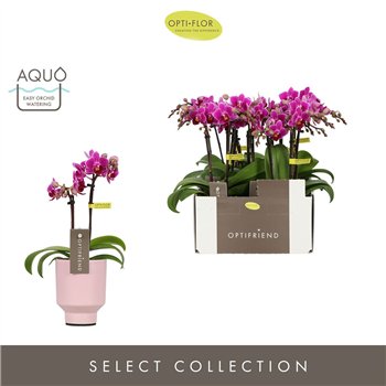 Orhideja Phalaenopsis multiflora paars Optifriend Fay 2 spike in Emilia Pink Aquo10 fl  stems plnt 25cm 7cm Q3301