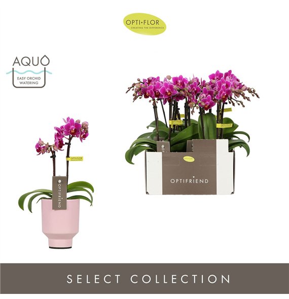 Orhideja Phalaenopsis multiflora paars Optifriend Fay 2 spike in Emilia Pink Aquo10 fl  stems plnt 25cm 7cm Q3301