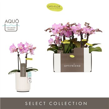 Orhideja Phalaenopsis multiflora roze Optifriend Lieke 2 spike in Molise White Aquo 10 fl  stems plnt 25cm 7cm Q3302