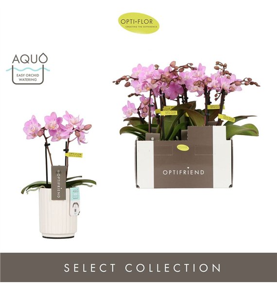 Orhideja Phalaenopsis multiflora roze Optifriend Lieke 2 spike in Molise White Aquo 10 fl  stems plnt 25cm 7cm Q3302