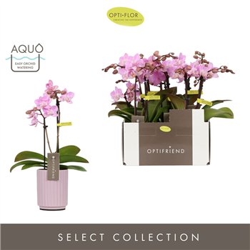 Orhideja Phalaenopsis multiflora roze Optifriend Lieke 2 spike in Molise Lilac Aquo 10 fl  stems plnt 25cm 7cm Q3303