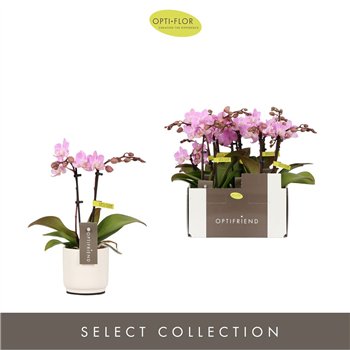 Orhideja Phalaenopsis multiflora roze Optifriend Lieke 2 spike in Lazio White 10 fl  stems plnt 25cm 7cm Q3304
