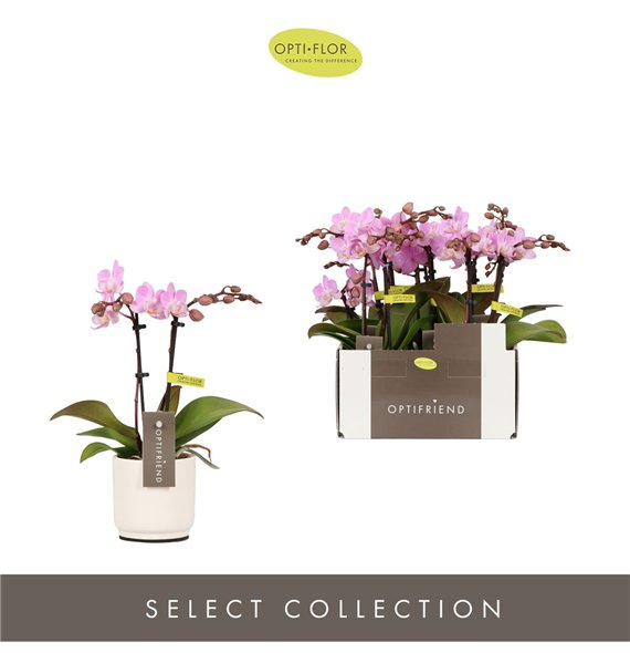 Orhideja Phalaenopsis multiflora roze Optifriend Lieke 2 spike in Lazio White 10 fl  stems plnt 25cm 7cm Q3304