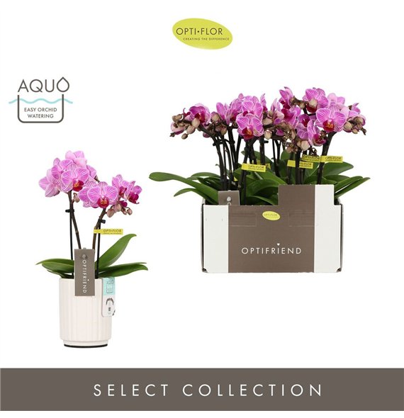 Orhideja Phalaenopsis multiflora paars Optifriend Lotte 2 spike in Molise White Aquo 10 fl  stems plnt 25cm 7cm Q3306