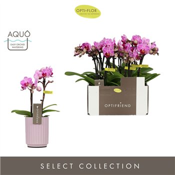 Orhideja Phalaenopsis multiflora paars Optifriend Lotte 2 spike in Molise Lilac Aquo 10 fl  stems plnt 25cm 7cm Q3307