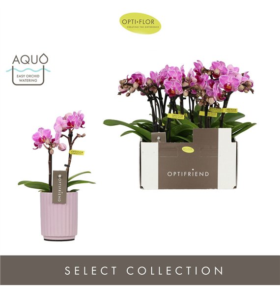Orhideja Phalaenopsis multiflora paars Optifriend Lotte 2 spike in Molise Lilac Aquo 10 fl  stems plnt 25cm 7cm Q3307