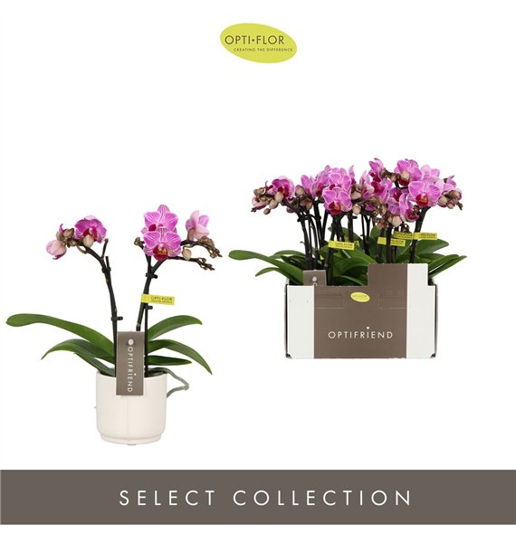 Orhideja Phalaenopsis multiflora paars Optifriend Lotte 2 spike in Lazio White 10 fl  stems plnt 25cm 7cm Q3308