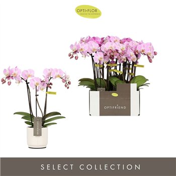 Orhideja Phalaenopsis multiflora roze Optifriend Fenna 3 spike in Lazio White 15 fl  stems plnt 150 25cm 7cm Q3309
