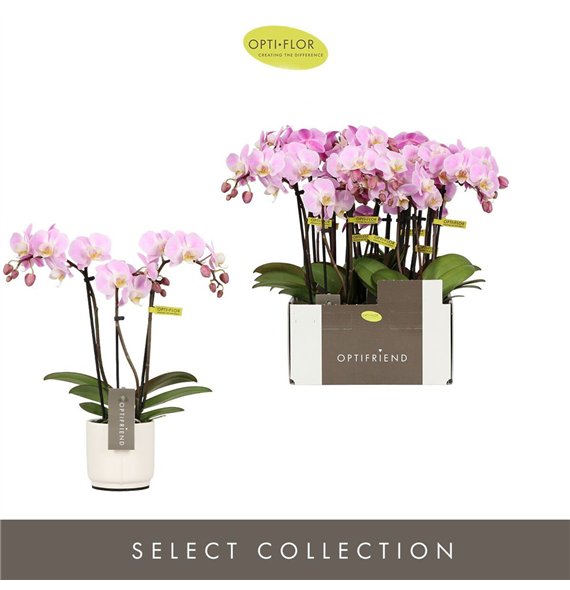Orhideja Phalaenopsis multiflora roze Optifriend Fenna 3 spike in Lazio White 15 fl  stems plnt 150 25cm 7cm Q3309