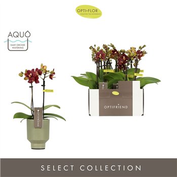 Orhideja Phalaenopsis multiflora Optifriend Esmee 2 spike in Emilia Green Aquo10 fl  stems plnt 400 gram 25cm 7cm Q3311
