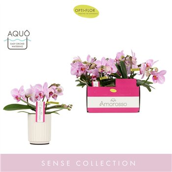 Orhideja Phalaenopsis multiflora roze Amorosso Merlini in Molise White Aquo 15 fl  3 stems plnt 400 gram 25cm 7cm Q3324