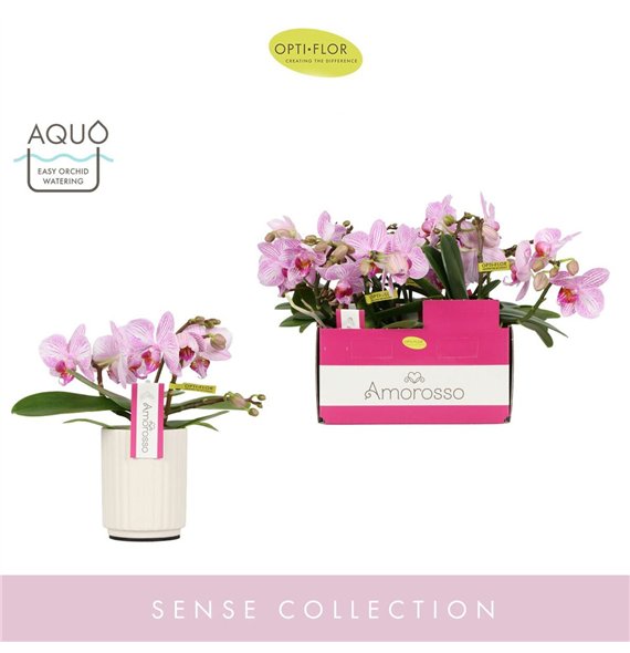 Orhideja Phalaenopsis multiflora roze Amorosso Merlini in Molise White Aquo 15 fl  3 stems plnt 400 gram 25cm 7cm Q3324