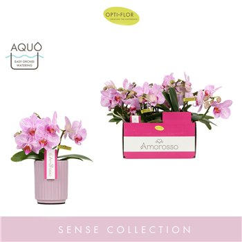 Orhideja Phalaenopsis multiflora roze Amorosso Merlini in Molise Lilac Aquo 15 fl  3 stems plnt 400 gram 25cm 7cm Q3325