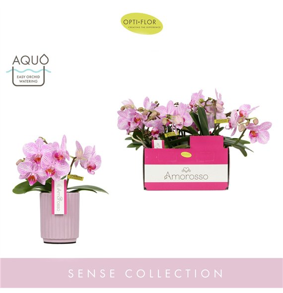 Orhideja Phalaenopsis multiflora roze Amorosso Merlini in Molise Lilac Aquo 15 fl  3 stems plnt 400 gram 25cm 7cm Q3325