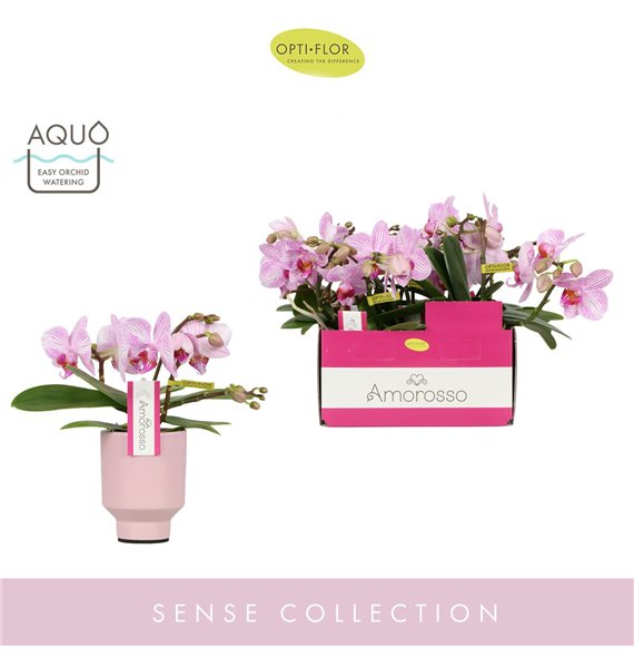 Orhideja Phalaenopsis multiflora roze Amorosso Merlini in Emilia Pink Aquo 15 fl  3 stems plnt 400 gram 25cm 7cm Q3326