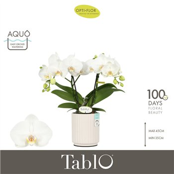 Orhideja Phalaenopsis wit Tablo Champagne 2 spike in Molise White Aquo 25 fl  stems plnt 2000 gram 40cm 12cm Q3334