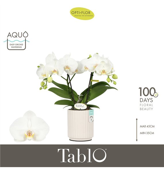 Orhideja Phalaenopsis wit Tablo Champagne 2 spike in Molise White Aquo 25 fl  stems plnt 2000 gram 40cm 12cm Q3334