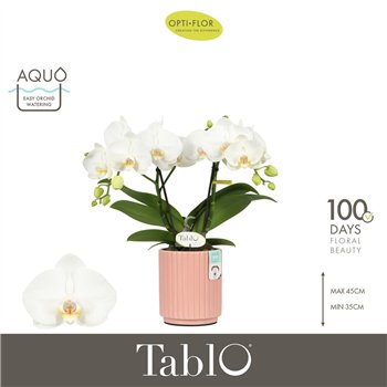 Orhideja Phalaenopsis wit Tablo Champagne 2 spike in Molise Salmon Aquo 25 fl  stems plnt 2000 gram 40cm 12cm Q3336