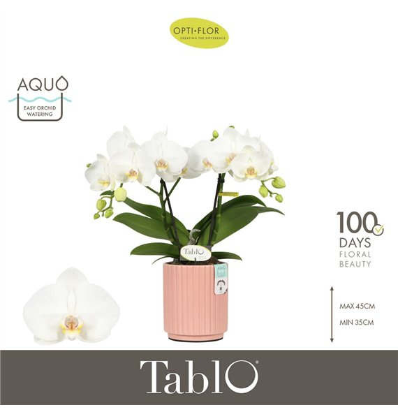 Orhideja Phalaenopsis wit Tablo Champagne 2 spike in Molise Salmon Aquo 25 fl  stems plnt 2000 gram 40cm 12cm Q3336
