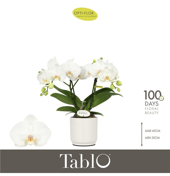 Orhideja Phalaenopsis wit Tablo Champagne 2 spike in Lazio White 25 fl  stems plnt 2000 gram 40cm 12cm Q3337