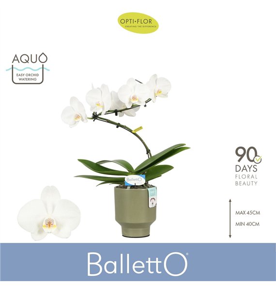 Orhideja Phalaenopsis wit Balletto Wing 1 spike in Emilia Green Aquo 9 fl  stems plnt 2000 gram 45cm 12cm Q3339