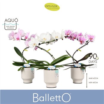 Orhideja Phalaenopsis mix Balletto Mix 1 spike in Emilia White Aquo 9 fl  stems plnt 2000 gram 45cm 12cm Q3340