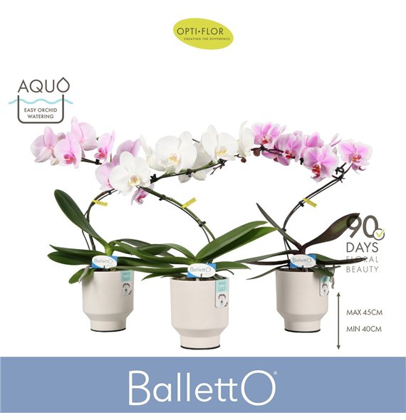 Orhideja Phalaenopsis mix Balletto Mix 1 spike in Emilia White Aquo 9 fl  stems plnt 2000 gram 45cm 12cm Q3340