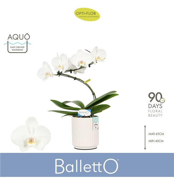 Orhideja Phalaenopsis anthura madrid Balletto Wing 1 spike in Molise White Aquobl  stems plnt 2000 gram 45cm 12cm Q3346