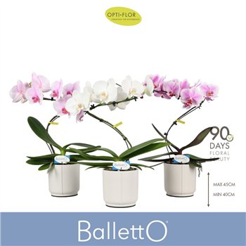 Orhideja Phalaenopsis mix Balletto Mix 1 spike in Lazio White 9 fl  stems plnt 1000 gram 45cm 12cm Q3347