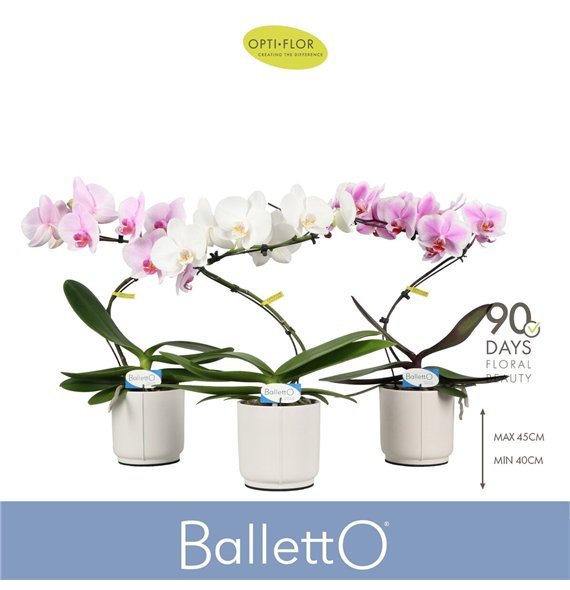 Orhideja Phalaenopsis mix Balletto Mix 1 spike in Lazio White 9 fl  stems plnt 1000 gram 45cm 12cm Q3347