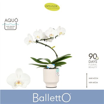 Orhideja Phalaenopsis wit Balletto Wing 1 spike in Emilia White Aquo 9 fl  stems plnt 2000 gram 45cm 12cm Q3349