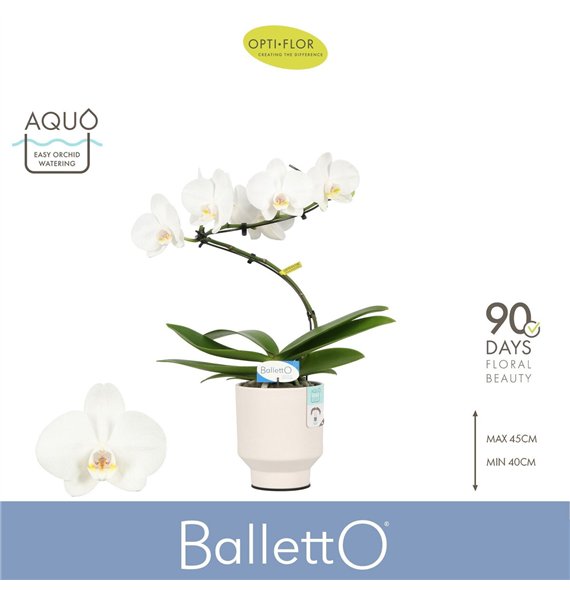 Orhideja Phalaenopsis wit Balletto Wing 1 spike in Emilia White Aquo 9 fl  stems plnt 2000 gram 45cm 12cm Q3349