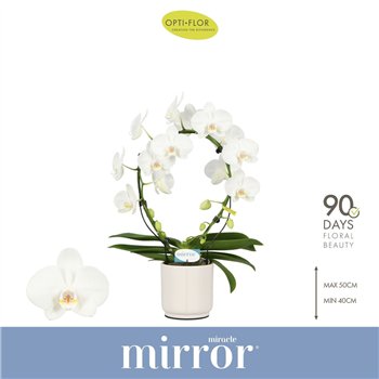 Orhideja Phalaenopsis wit Mirror Miracle Aurora 2 spike in Lazio White 15 fl  stems plnt 1000 gram 50cm 12cm Q3351