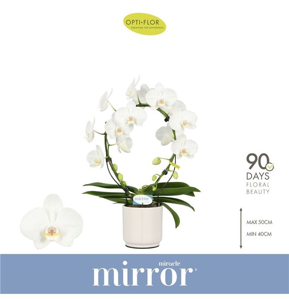Orhideja Phalaenopsis wit Mirror Miracle Aurora 2 spike in Lazio White 15 fl  stems plnt 1000 gram 50cm 12cm Q3351