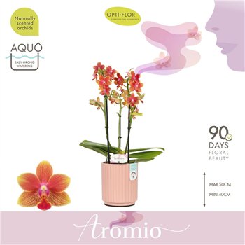 Orhideja Phalaenopsis multiflora oranje Aromio Tropical 3 spike in Molise Salmon Aquo 25 fl  stems plnt 500 35cm 12cm Q3357